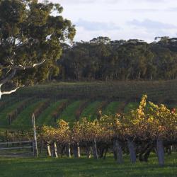 Barossa Valley Accommodation Indiana