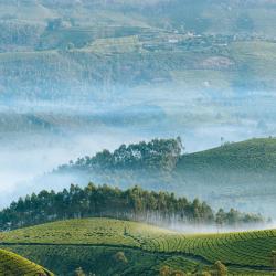 Munnar and Surroundings Accommodation Indiana