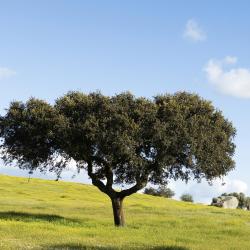 Alentejo Accommodation Indiana
