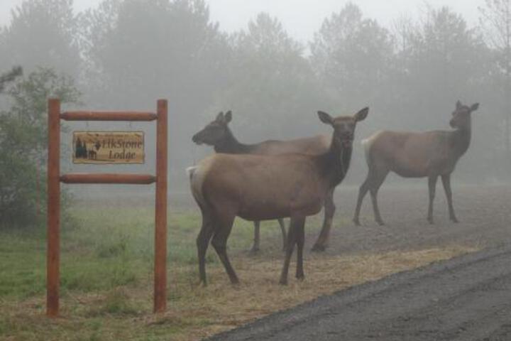 Rustic Benezette Cabin W / Porch Hot Tub & Fire Pit - thumb 4