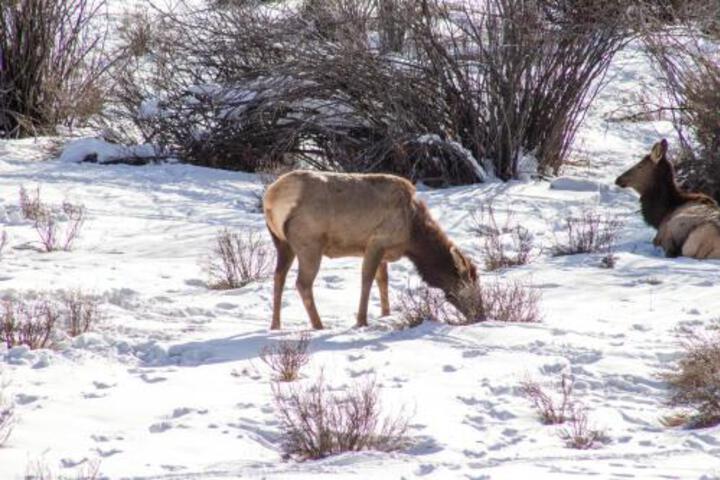 Telluride Town Jewel - thumb 7