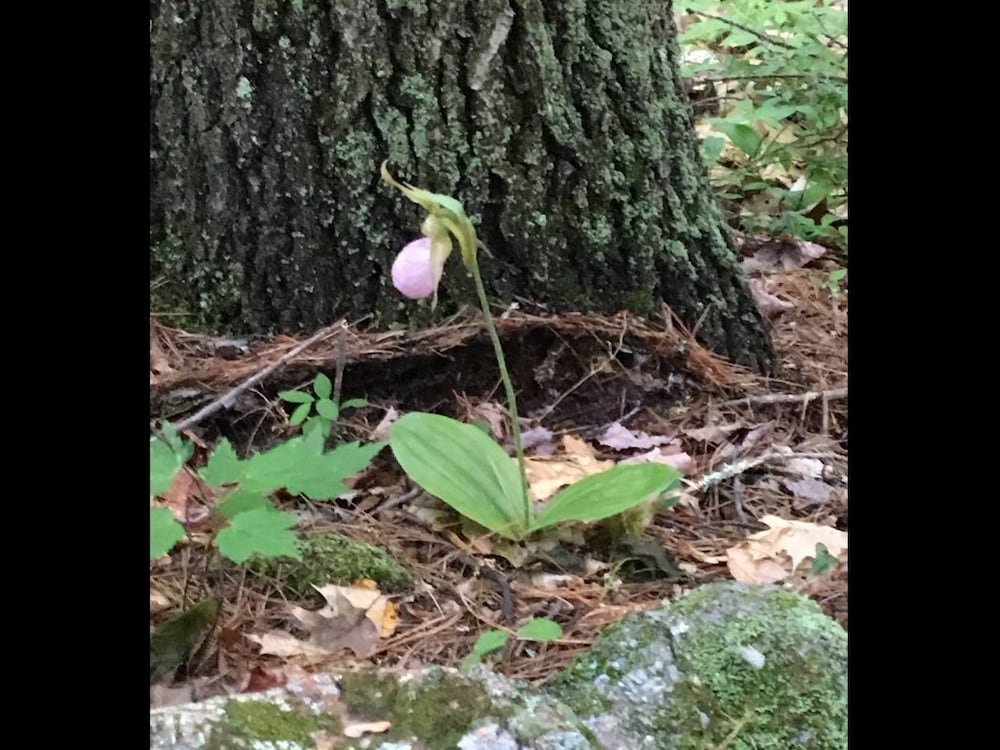 Tentrr Crooked Run - thumb 4