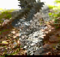 Woodstock Inn BB - Accommodation Indiana