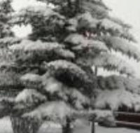 Teton Valley Cabins - Accommodation Indiana