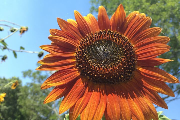 Yellow House Bed And Breakfast - thumb 3