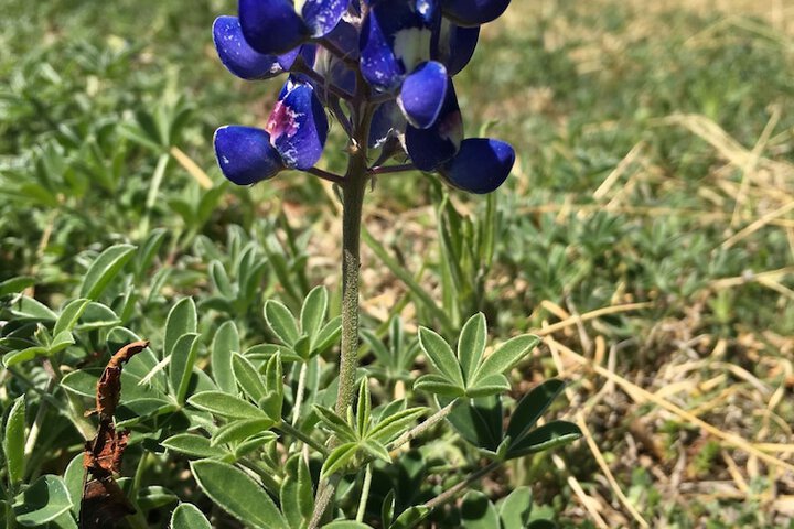 Yellow House Bed And Breakfast - thumb 1
