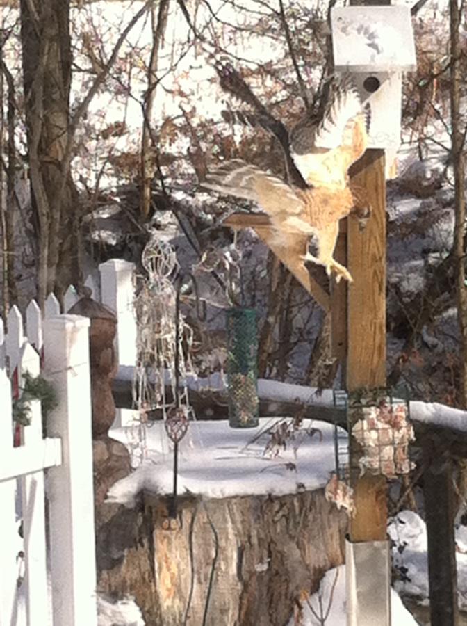 Acorn Ridge Bed And Breakfast - thumb 22
