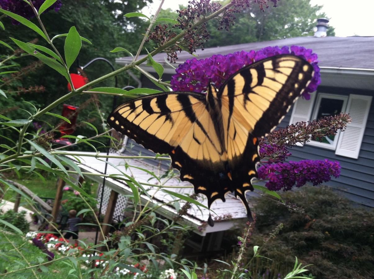 Acorn Ridge Bed And Breakfast - thumb 23