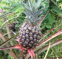 Heavenly Hana Paradise - Accommodation Indiana