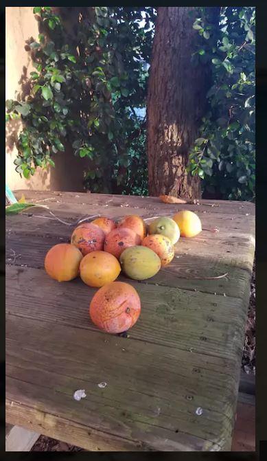 North Shore Haleiwa Home - thumb 5