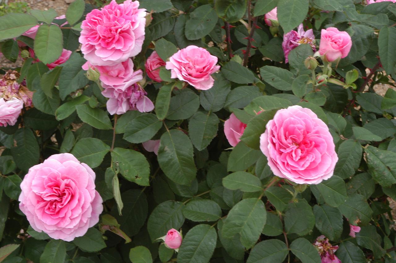 Annville Inn Bed & Breakfast - thumb 11