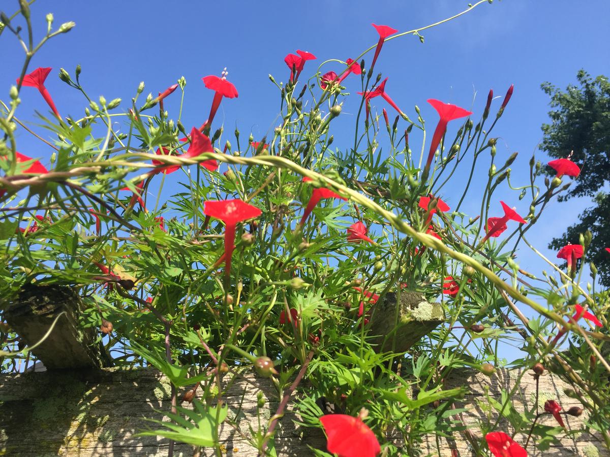 Annville Inn Bed & Breakfast - thumb 30