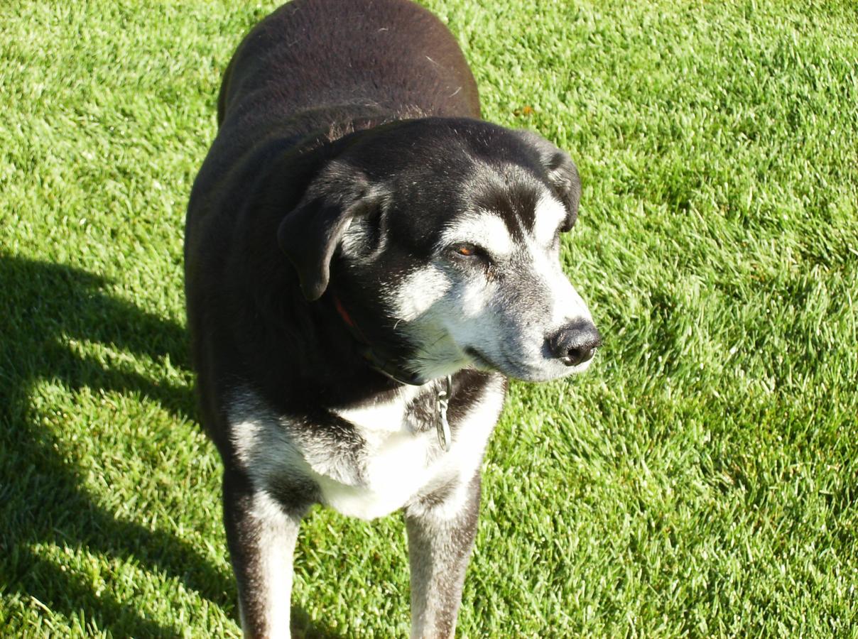 Pony Express Motel - thumb 4