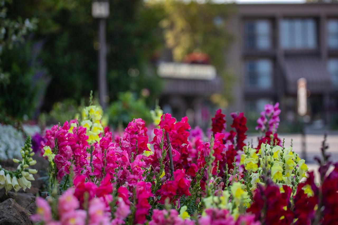 Sophie Station Suites - thumb 1