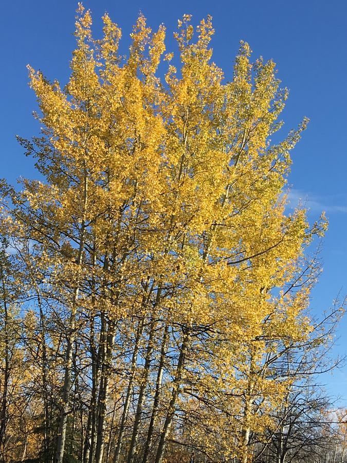 Sawing Logzz Bed And Breakfast - thumb 41