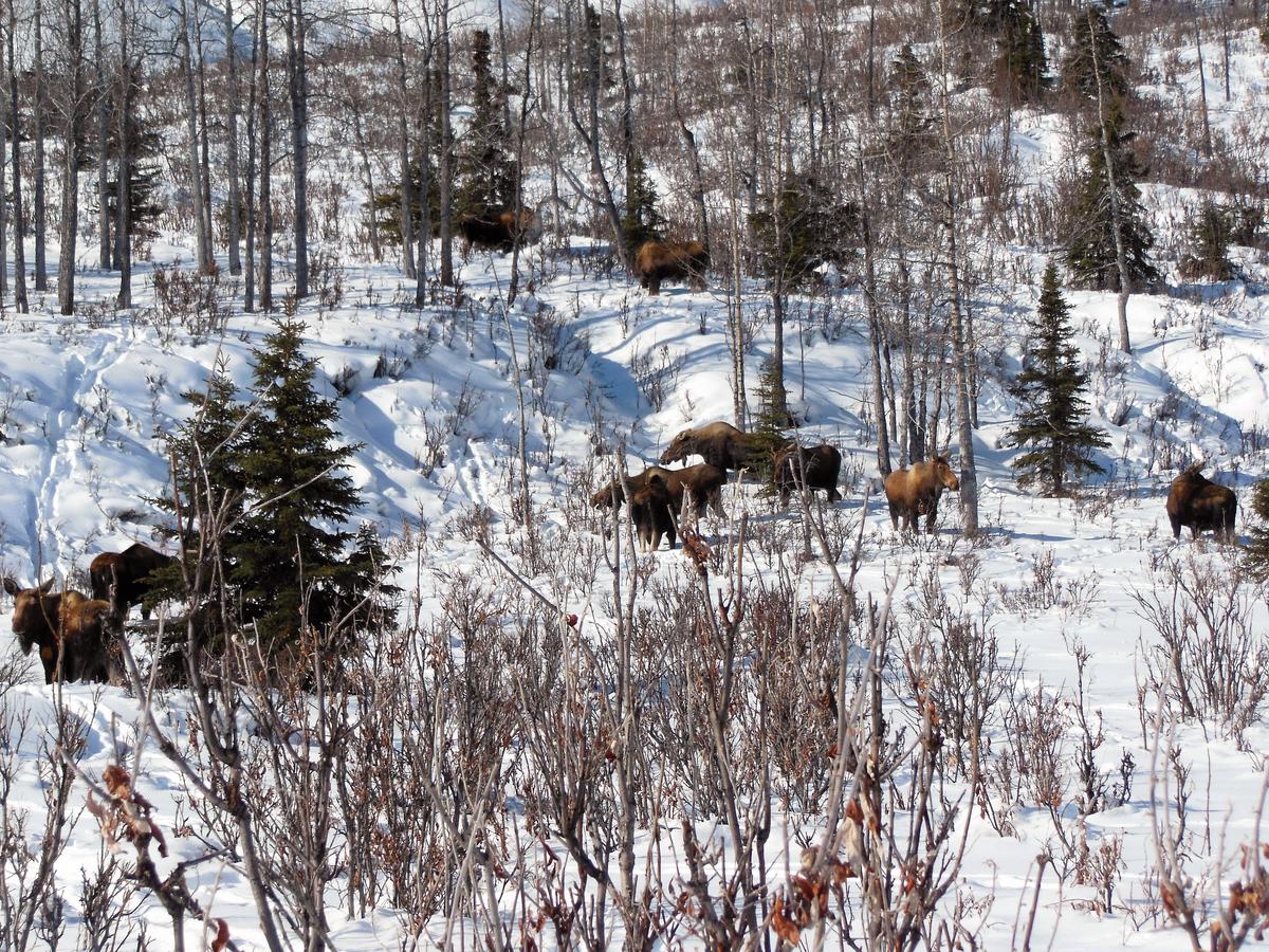 Backwoods Lodge - thumb 42