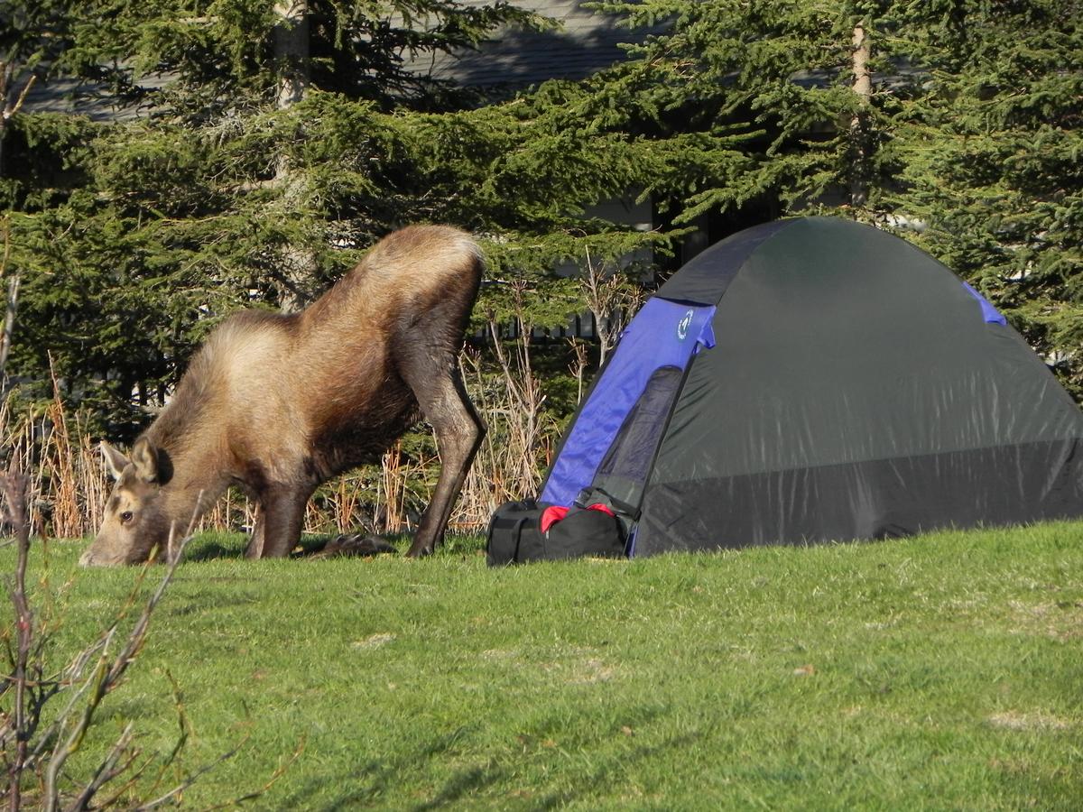 Diamond M Ranch Resort & RV Park - thumb 34