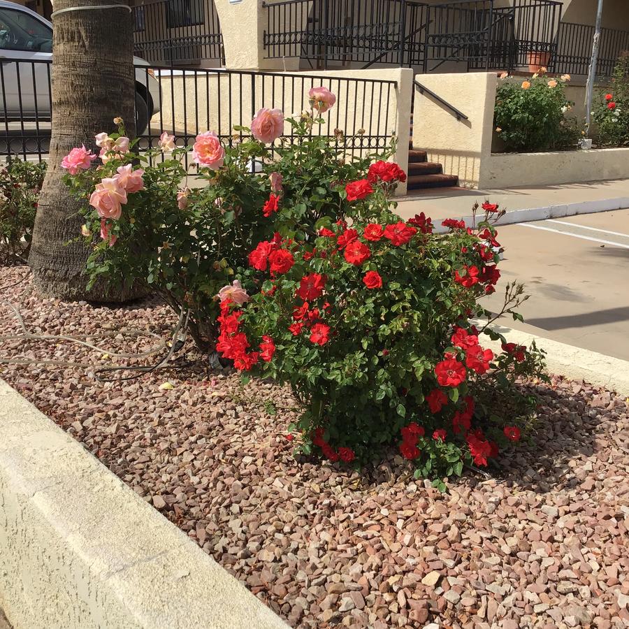 Americas Best Value Inn And Suites -Yucca Valley - thumb 10