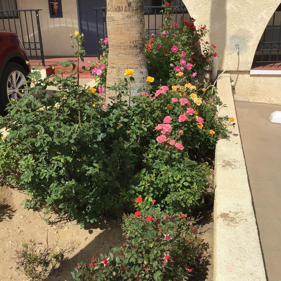 Americas Best Value Inn And Suites -Yucca Valley - thumb 7