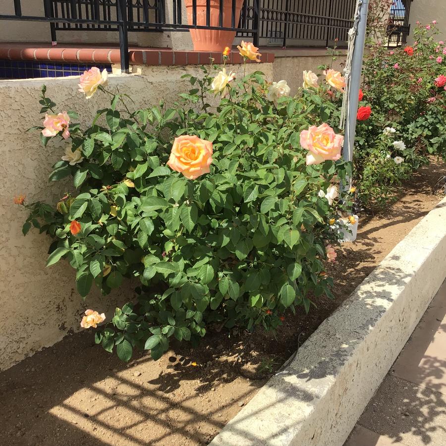 Americas Best Value Inn And Suites -Yucca Valley - thumb 9