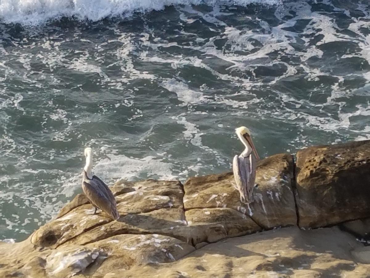 Fashion Valley Apartment A1 - thumb 6