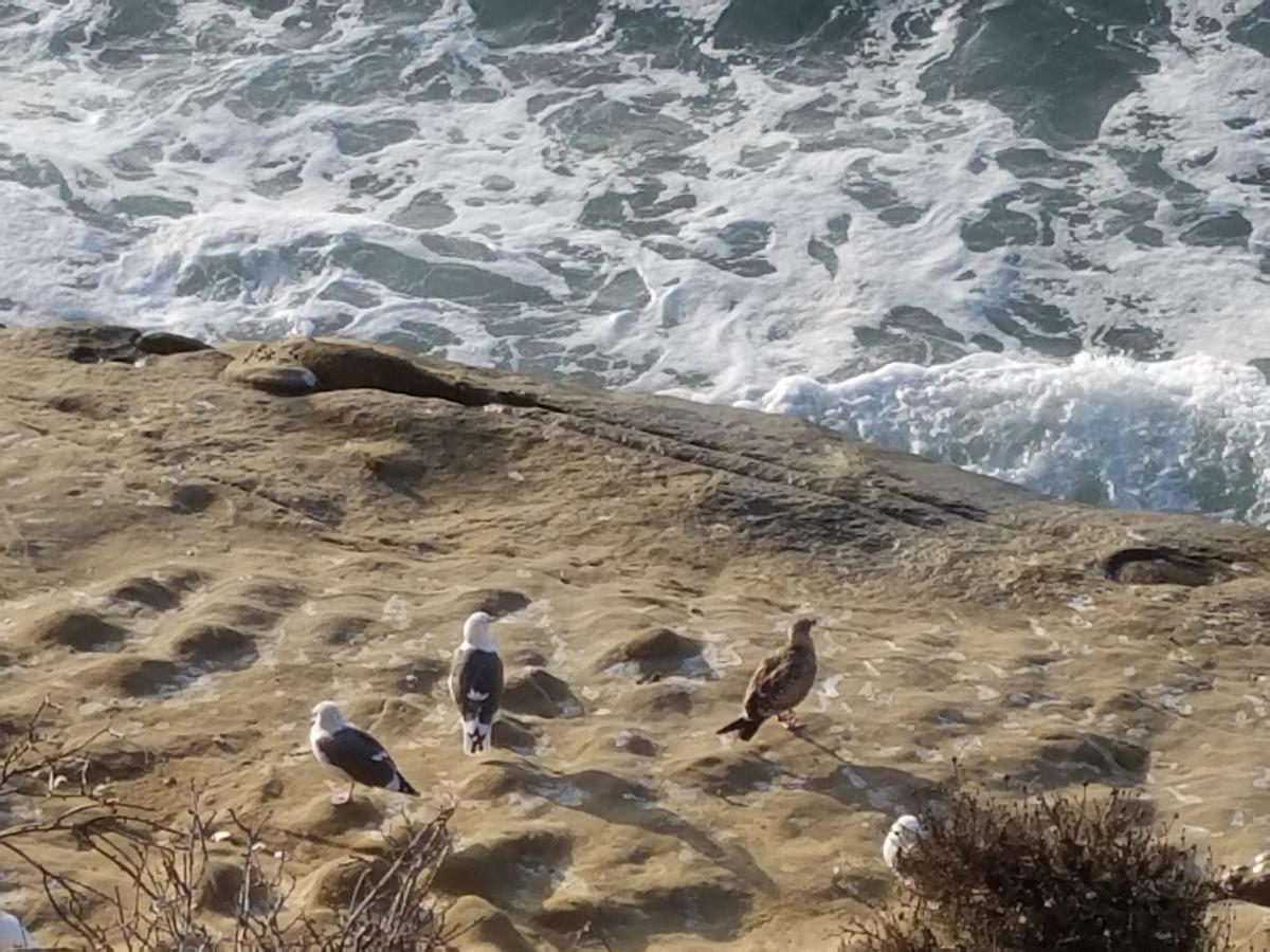 Fashion Valley Apartment A1 - thumb 7