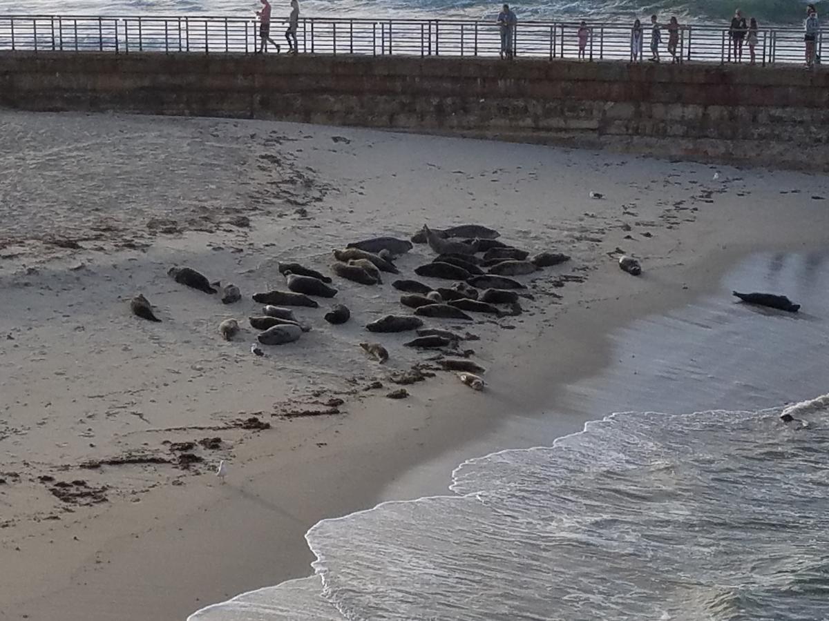 Fashion Valley Apartment D1 - thumb 3