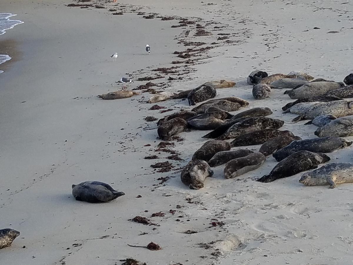 Fashion Valley Apartment D1 - thumb 7