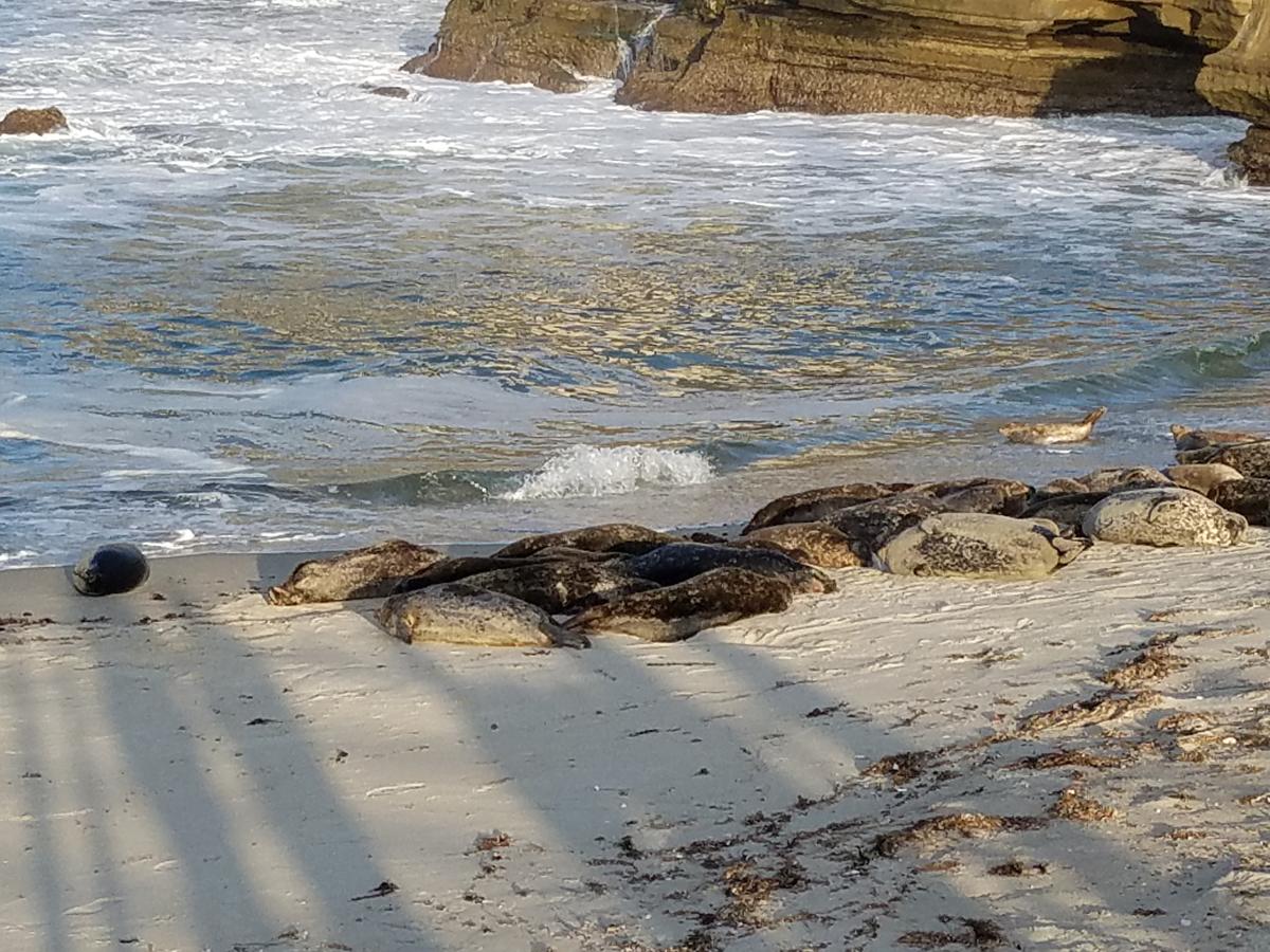 Fashion Valley Apartment D1 - thumb 6