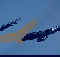 Grand Canyon Deluxe Day Trip from Sedona - Accommodation Indiana