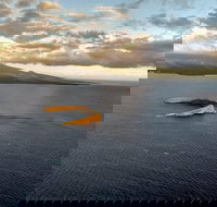 Maui Whale Watching -Private- Air Tour Spectacular Humpbacks Seen from Above - Accommodation Indiana