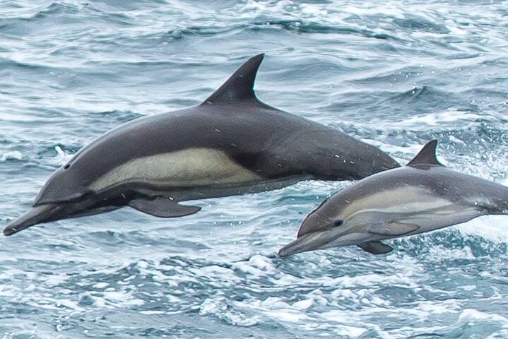 Summer Afternoon Whale Watch