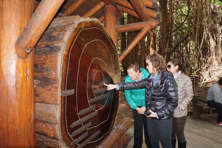 Experience our Muir Woods and Wine Country Combo Tour