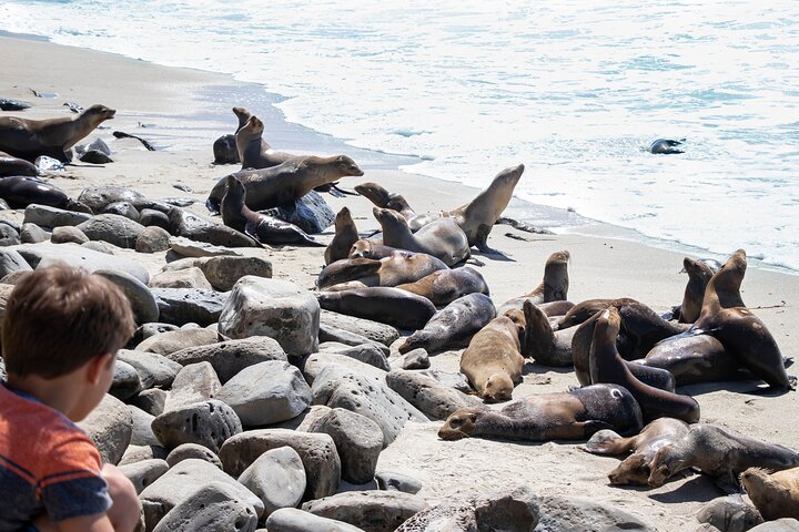 La Jolla Self-Guided Driving Tour - thumb 4
