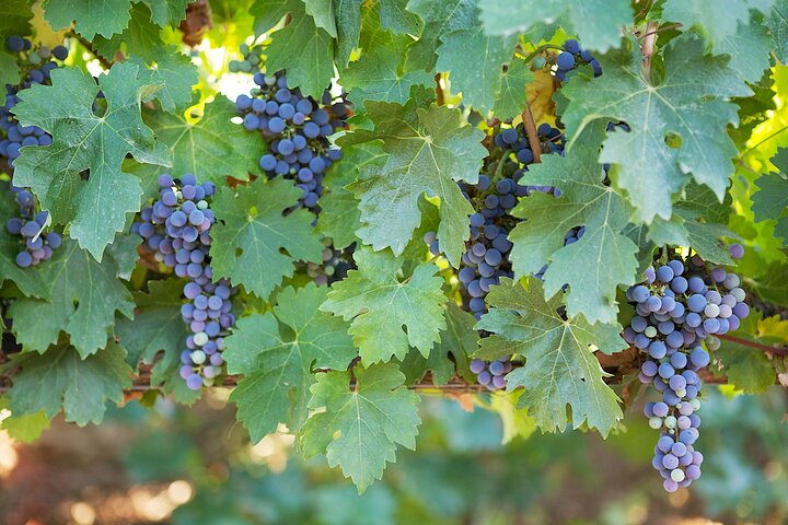 Temecula Private Wine Tour From Carlsbad - thumb 2