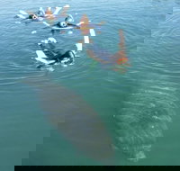 Manatee Snorkeling Tours - Accommodation Indiana