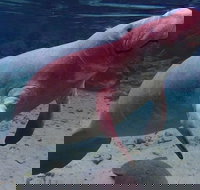 Swim with the Manatees Includes In-Water Guide/Photographer - Accommodation Indiana