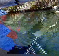 Manatee Viewing Cruise - Accommodation Indiana