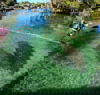 All Clear Kayak Manatee Viewing Ecotour With Local Guide - Accommodation Indiana