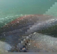 Swim With Manatees In Crystal River Florida - Accommodation Indiana