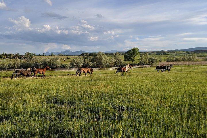 One Of A Kind Horse Discovery Experiences - EquusLibere - thumb 1