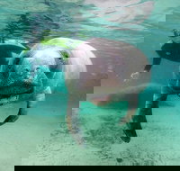 Manatee Snorkel Tour with In-Water Divemaster/Photographer - Accommodation Indiana