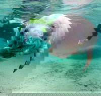 Small group Manatee Tour with In-Water Divemaster/Photographer - Accommodation Indiana