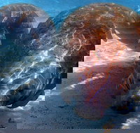 Small Group VIP Manatee Pontoon Tour - Accommodation Indiana