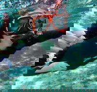 Crystal River Manatee Swim in Kings Bay National Wildlife Refuge - Accommodation Indiana