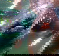 Private Manatee Tour - Accommodation Indiana