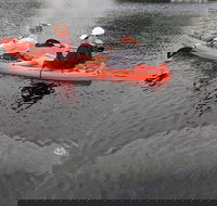 4 Hour Single Kayak Rental In Crystal River Florida - Accommodation Indiana