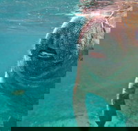 Self Drive Swim with Manatees on the Crystal River - Accommodation Indiana