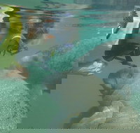 Deluxe Manatee Swim Tour - Accommodation Indiana