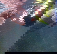 Manatees and Rainbow River by SCUBA or Snorkel - Accommodation Indiana